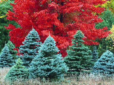 Maples Spruce in Fall